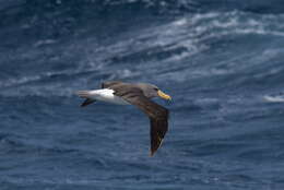 Image of Chatham Albatross