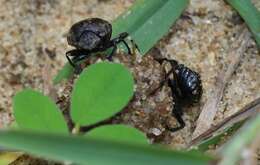 Image of Gymnopleurus (Metagymnopleurus) koenigi (Fabricius 1775)