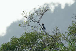 Image of Bearded Bellbird