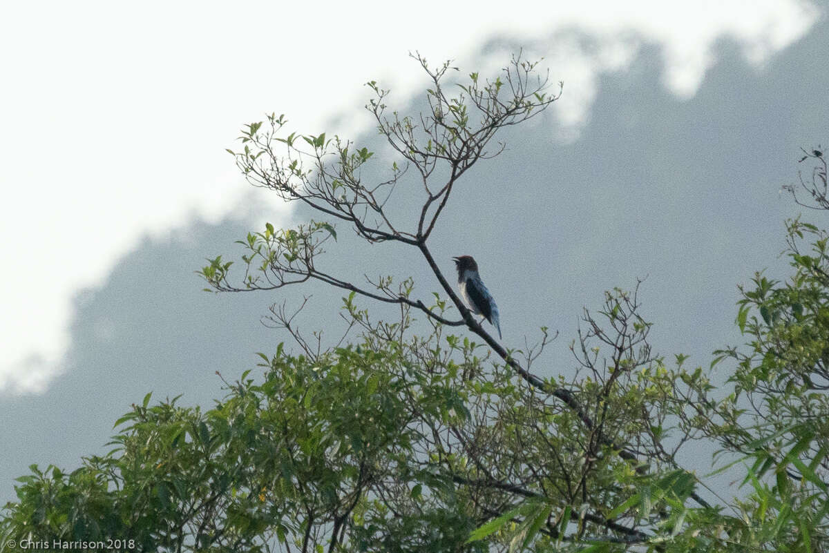 Image de Araponga barbu