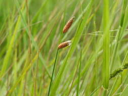 Слика од Fimbristylis tristachya R. Br.