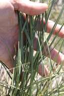 Image of streambed bristlegrass