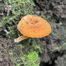 Image de Lactocollybia aurantiaca Singer 1952