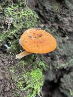 Image de Lactocollybia aurantiaca Singer 1952