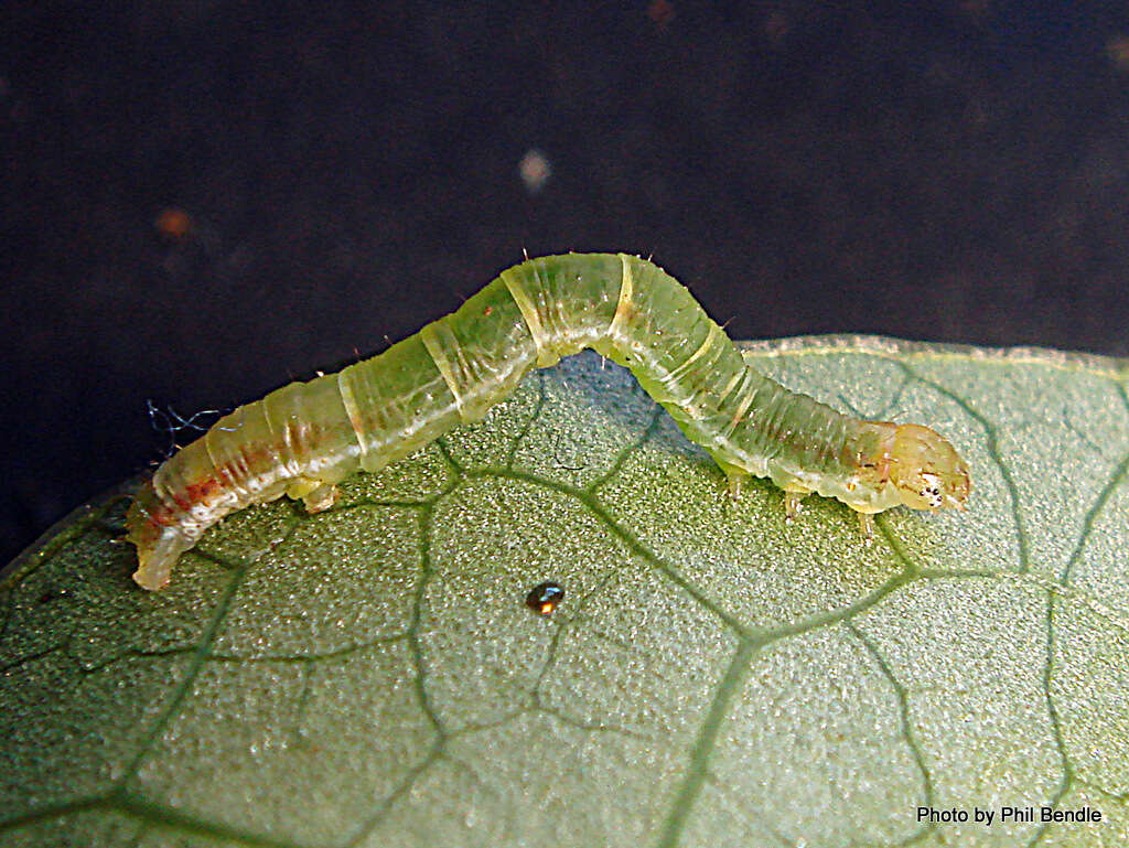 Image of Kawakawa looper moth