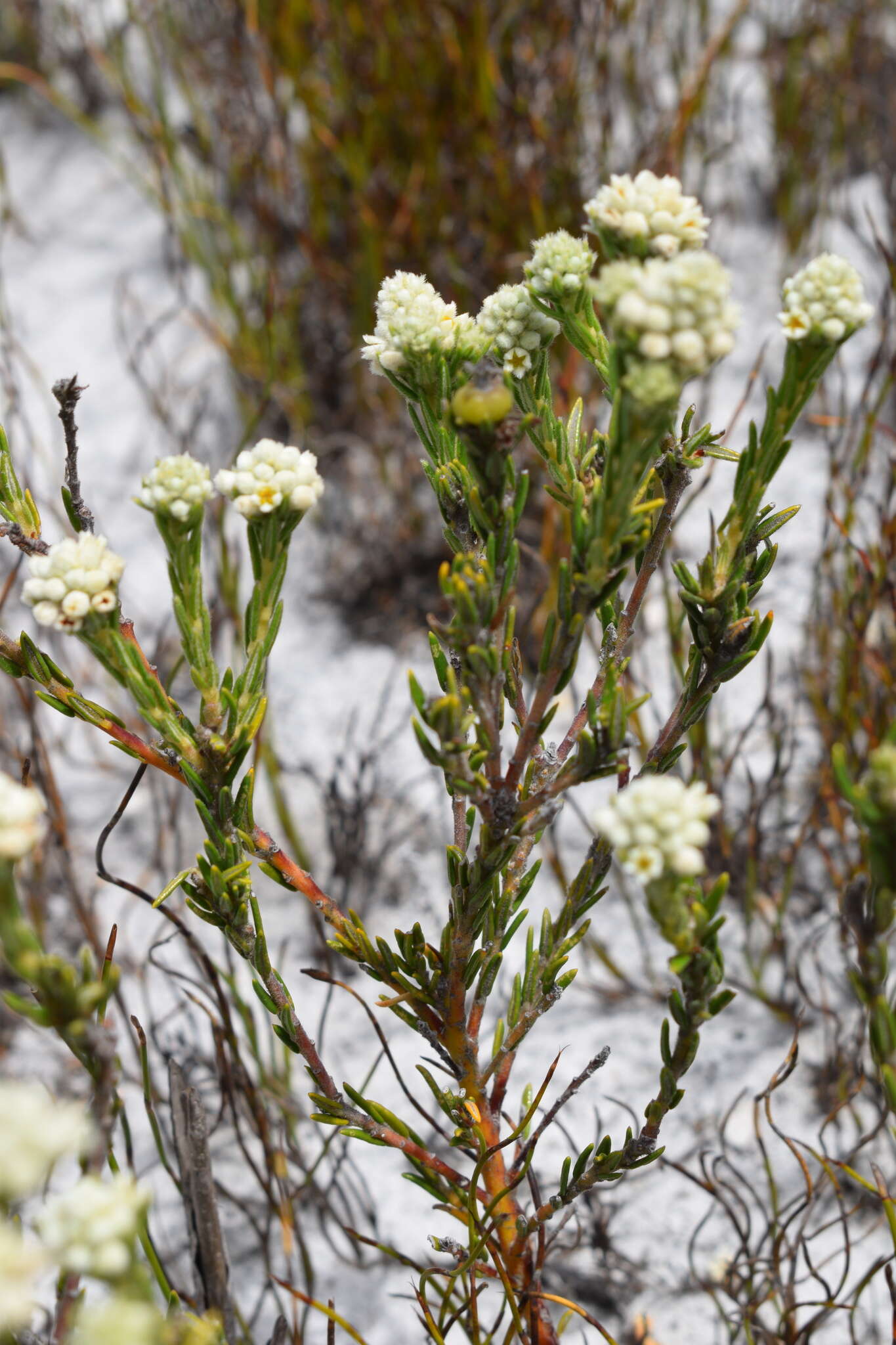 Image of Phylica imberbis Berg.