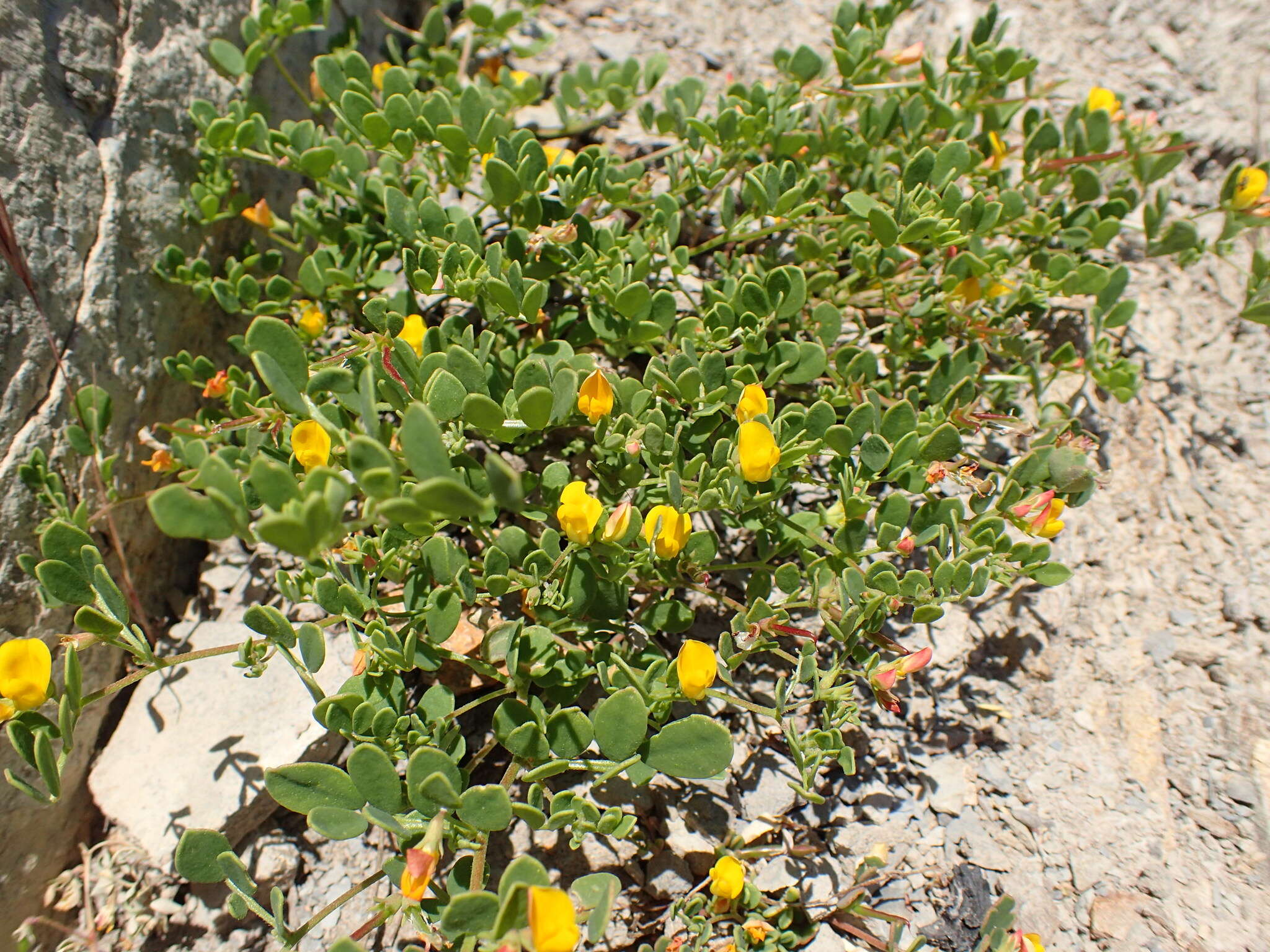 Image of coastal bird's-foot trefoil