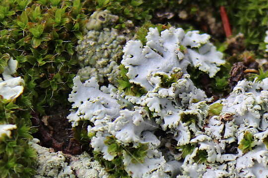 Physcia tribacia (Ach.) Nyl. resmi