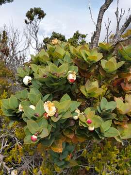 Image of Schima brevifolia (Hook. fil.) Baill. ex Stapf.