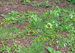 Lysimachia nemorum L. resmi