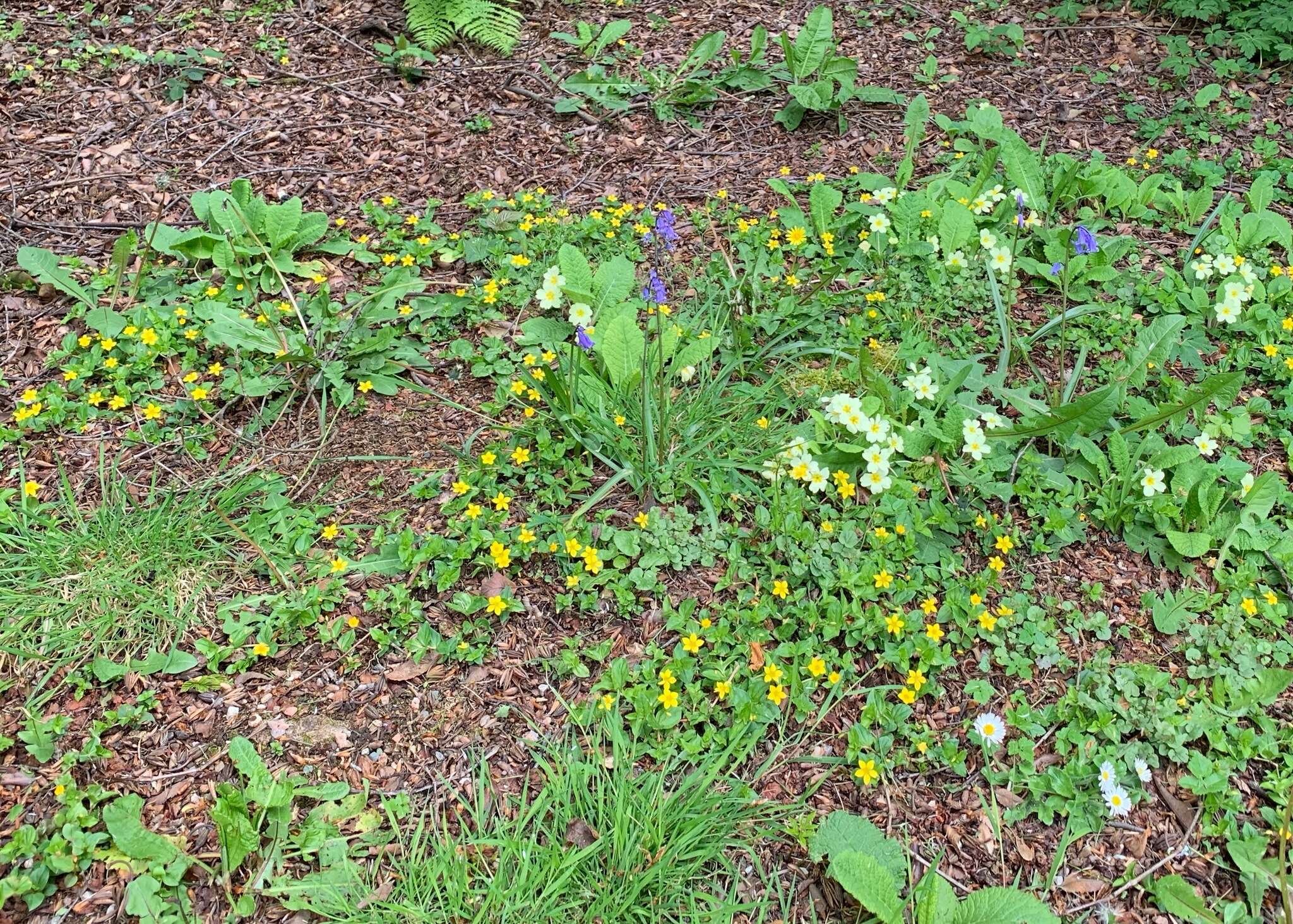 Lysimachia nemorum L. resmi