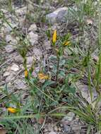 Image of Linum campanulatum L.