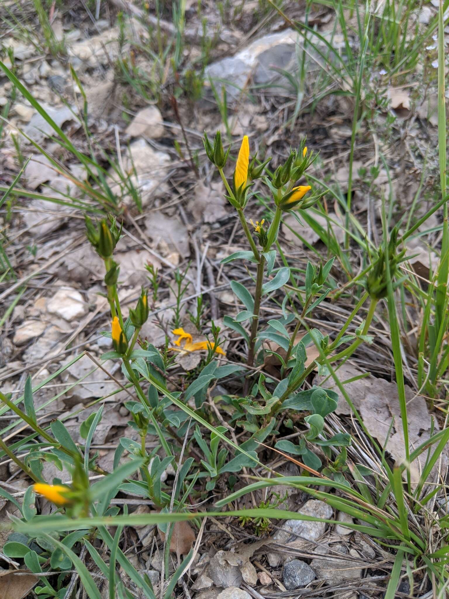 Imagem de Linum campanulatum L.