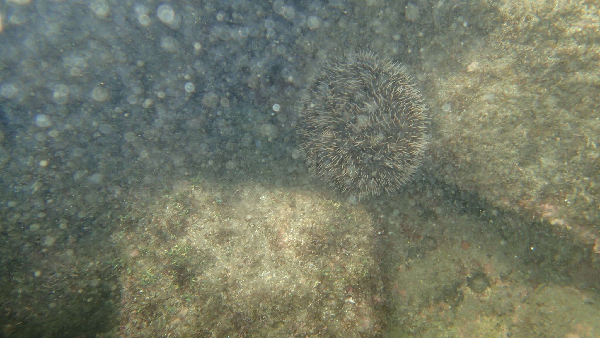 Image of White Sea Urchin