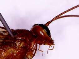 Image of Ichneumon wasp