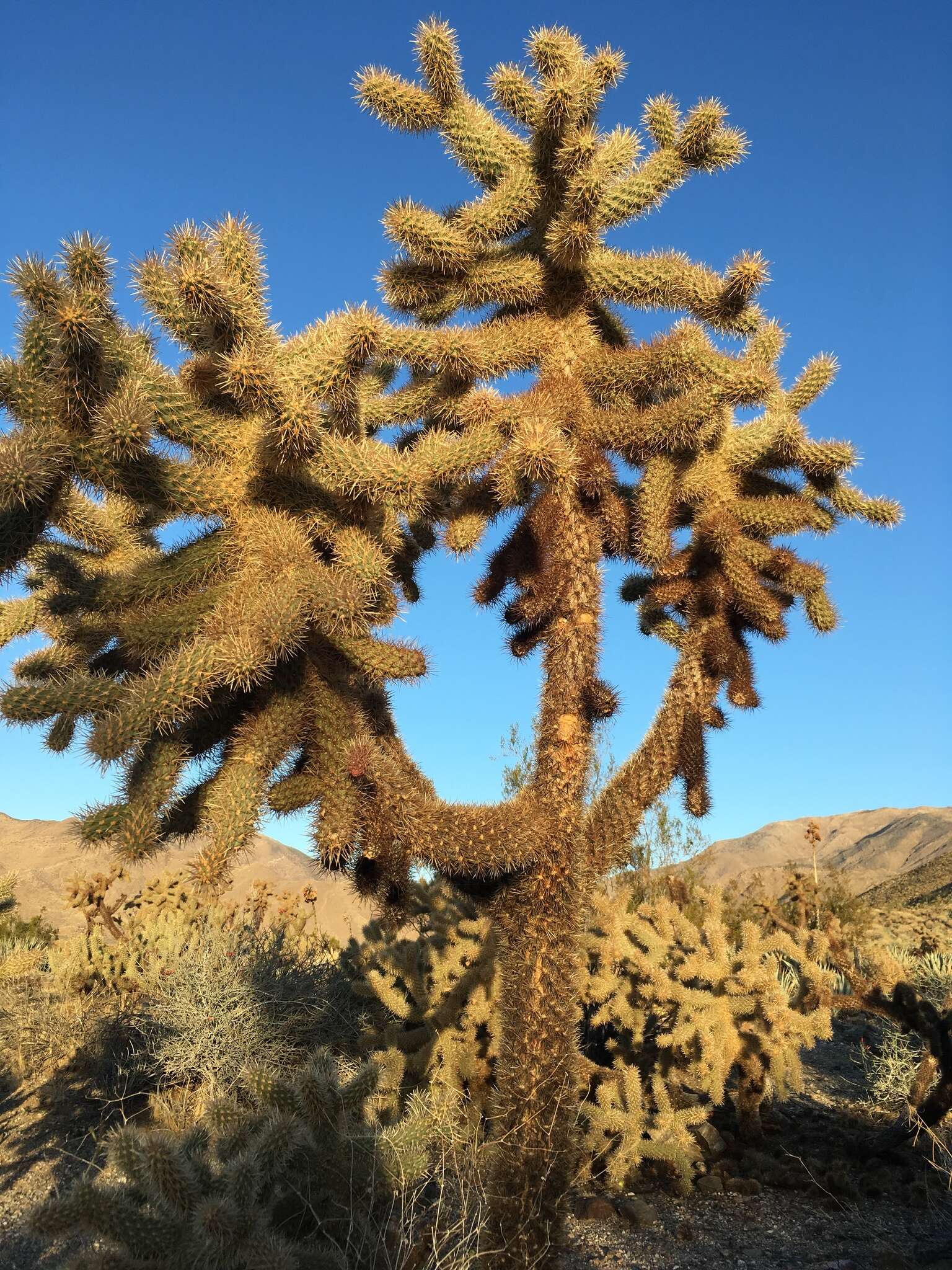 Image of Hoffmann's teddybear cholla