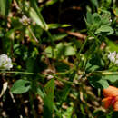 Imagem de Trifolium erubescens Fenzl