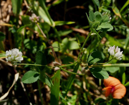 Image de Trifolium erubescens Fenzl