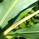 Image of Bothrogonia sclerotica Young 1986