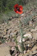 Image of Papaver laevigatum M. Bieb.