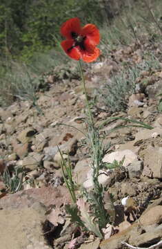 Image of Papaver laevigatum M. Bieb.