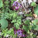 Image of Corydalis incisa (Thunb.) Pers.