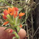 Image of Castilleja scorzonerifolia Kunth