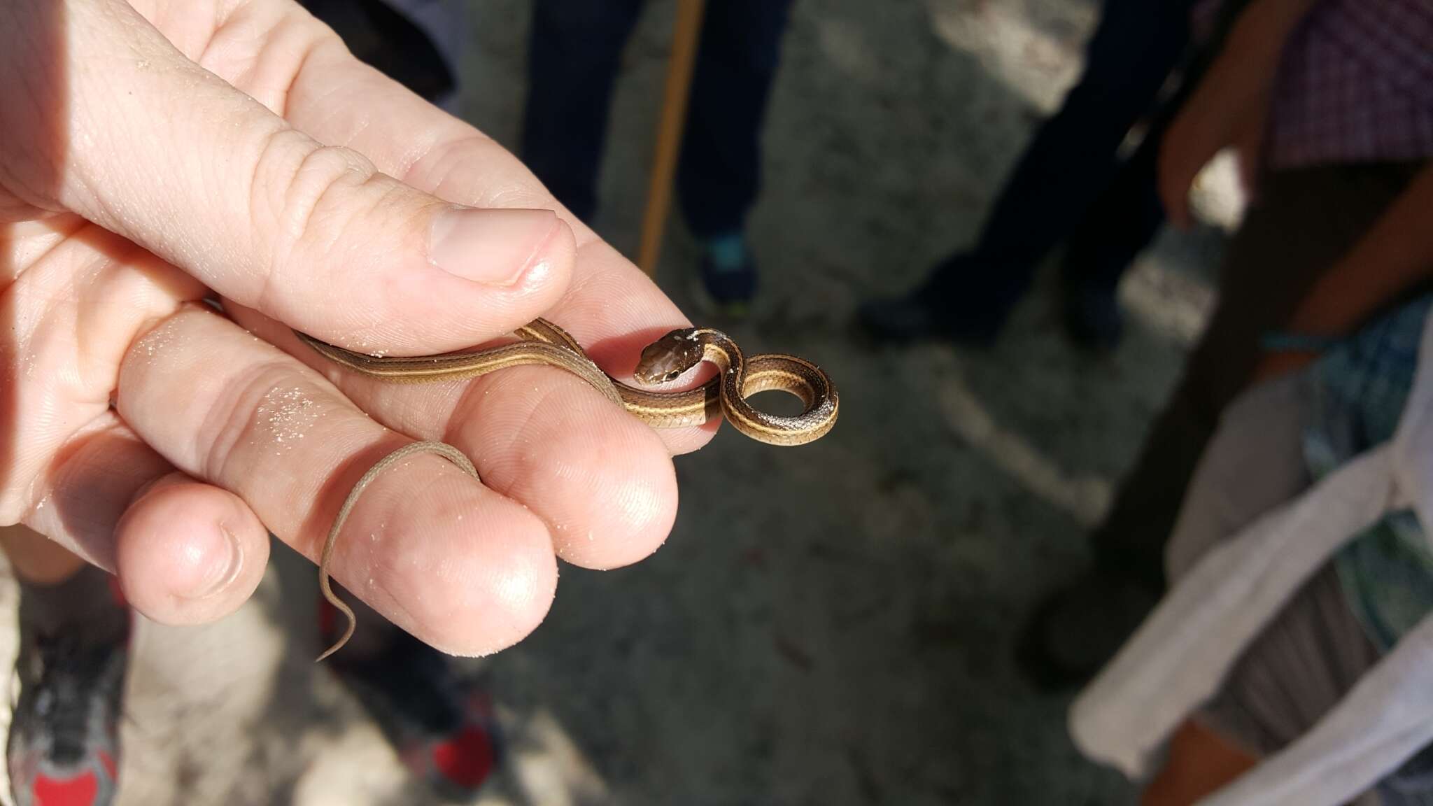 Image of Eastern Ribbon Snake
