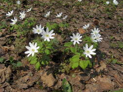 Image de Anemone altaica Fisch. ex C. A. Mey.