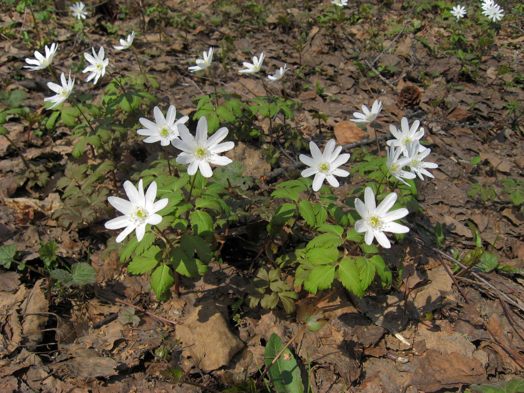 Anemone altaica Fisch. ex C. A. Mey.的圖片