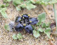 Image of Jaborosa magellanica (Griseb.) P. Dusen