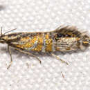 Image of Glyphipterix triselena