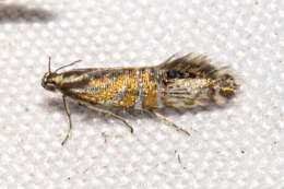 Слика од Glyphipterix triselena