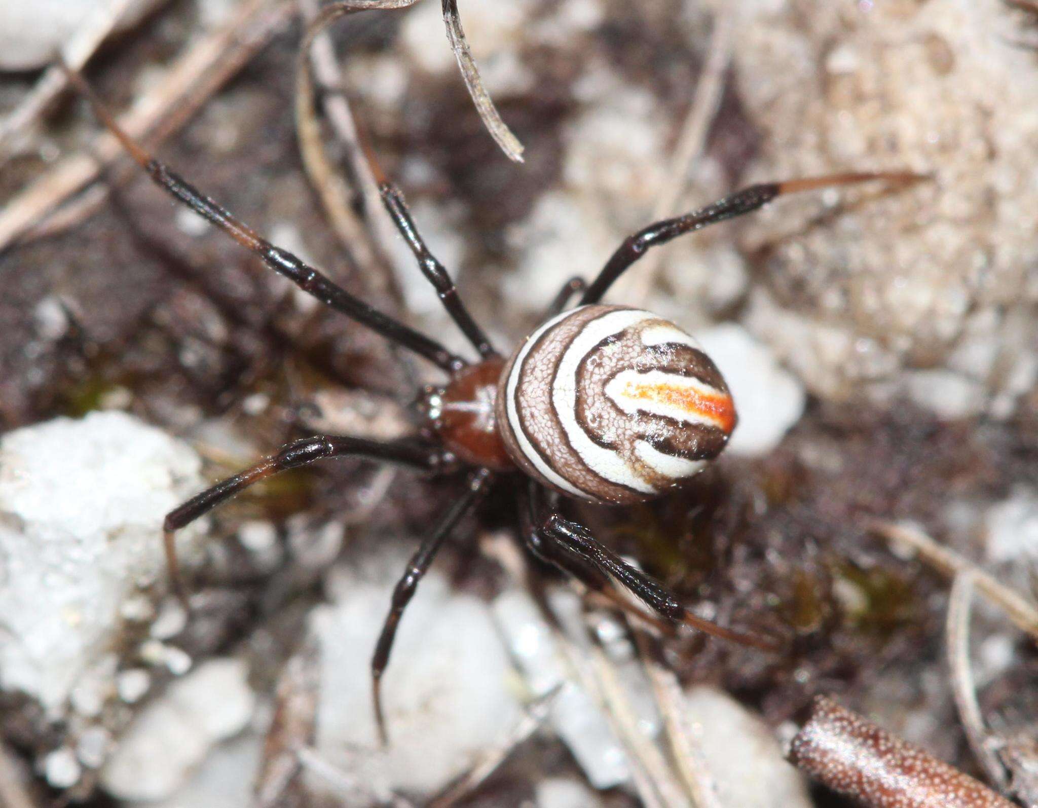 Latrodectus renivulvatus Dahl 1902的圖片