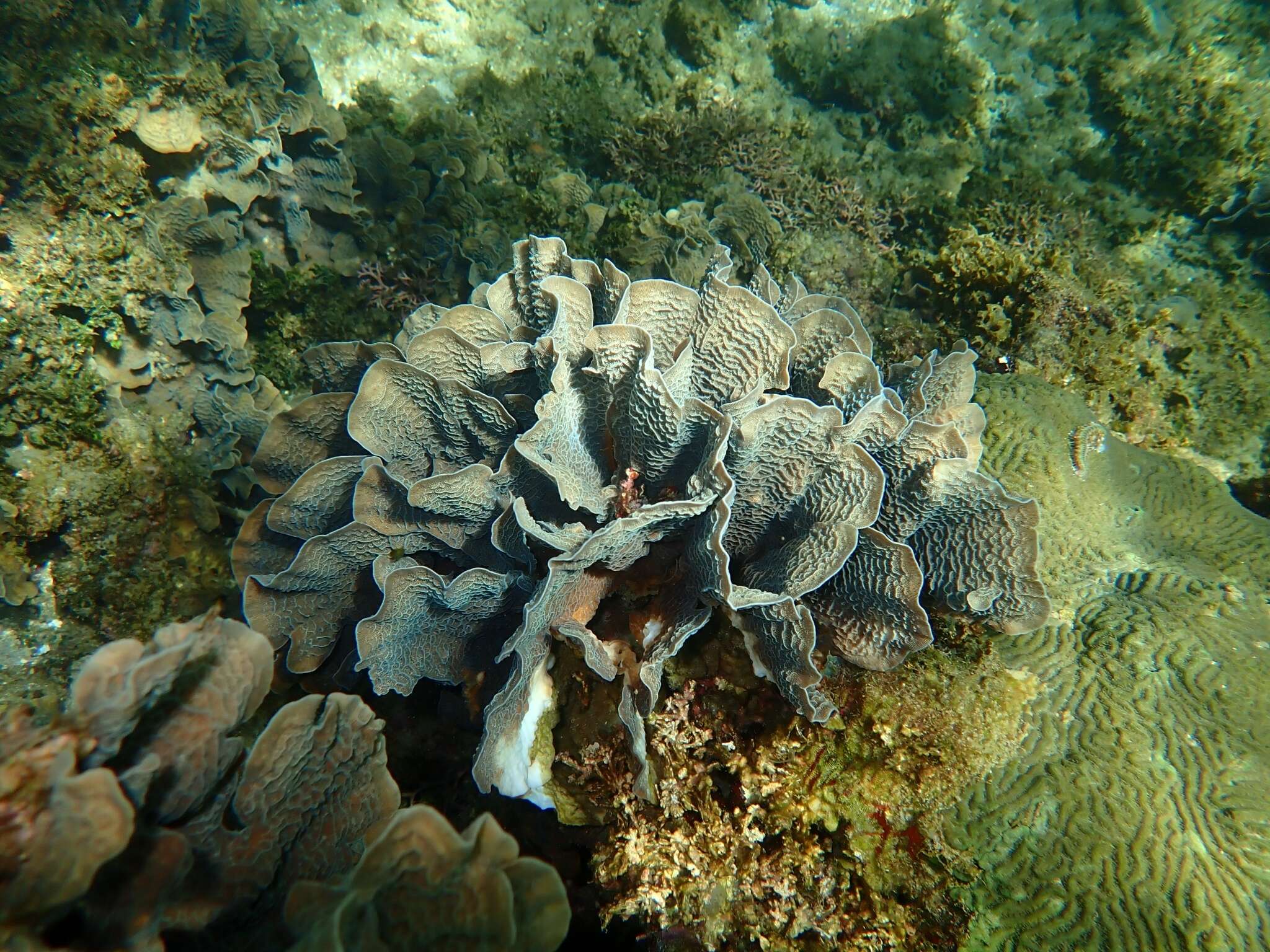 Agaricia tenuifolia Dana 1846的圖片