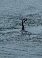 Image of Phalacrocorax punctatus oliveri Mathews 1930