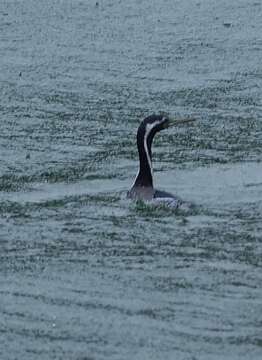 Image of Phalacrocorax punctatus oliveri Mathews 1930