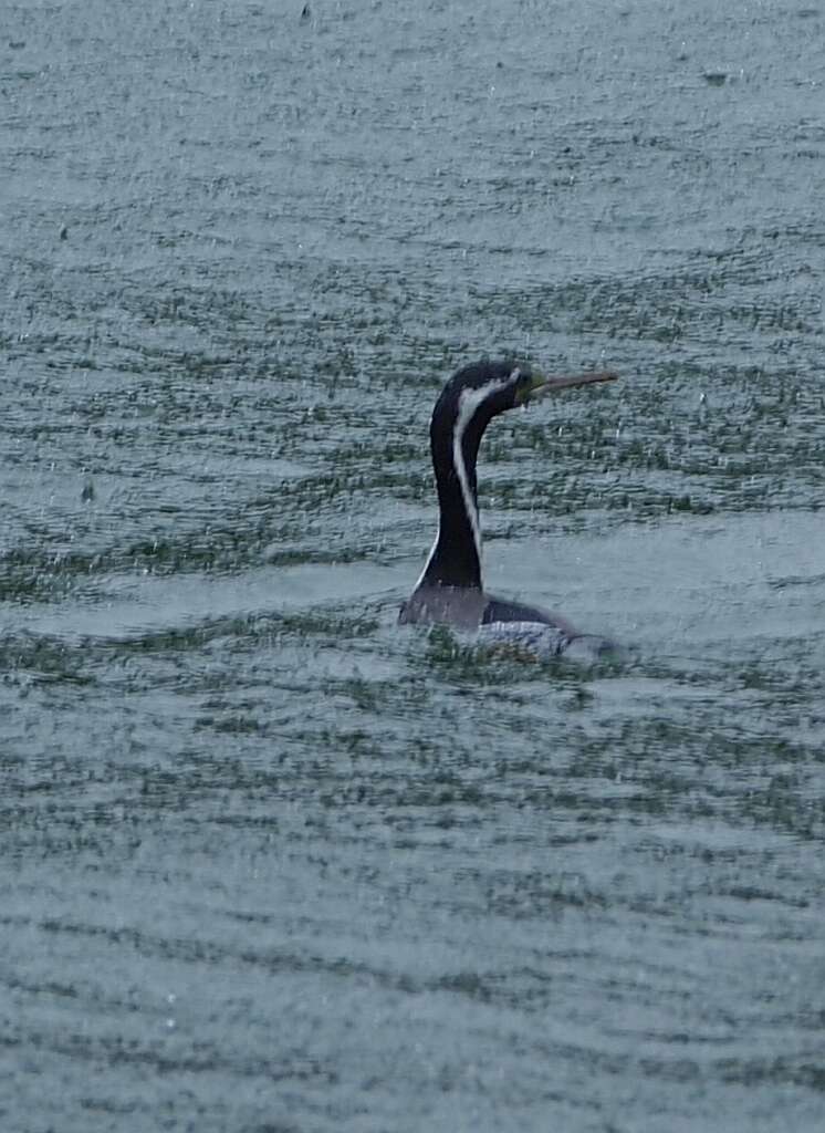 Image of Phalacrocorax punctatus oliveri Mathews 1930