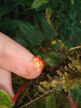 Image of Begonia secunda L. B. Sm. & Wassh.