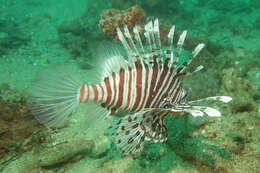 Image of Russell's lionfish