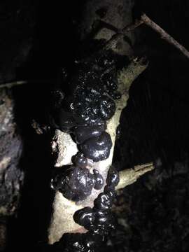 Image of Black Witches' Butter