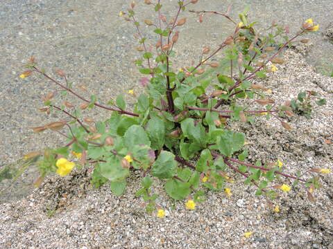 Image of Erythranthe lagunensis G. L. Nesom