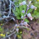 Image of Lachenalia bolusii W. F. Barker