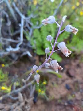 Image of Lachenalia bolusii W. F. Barker