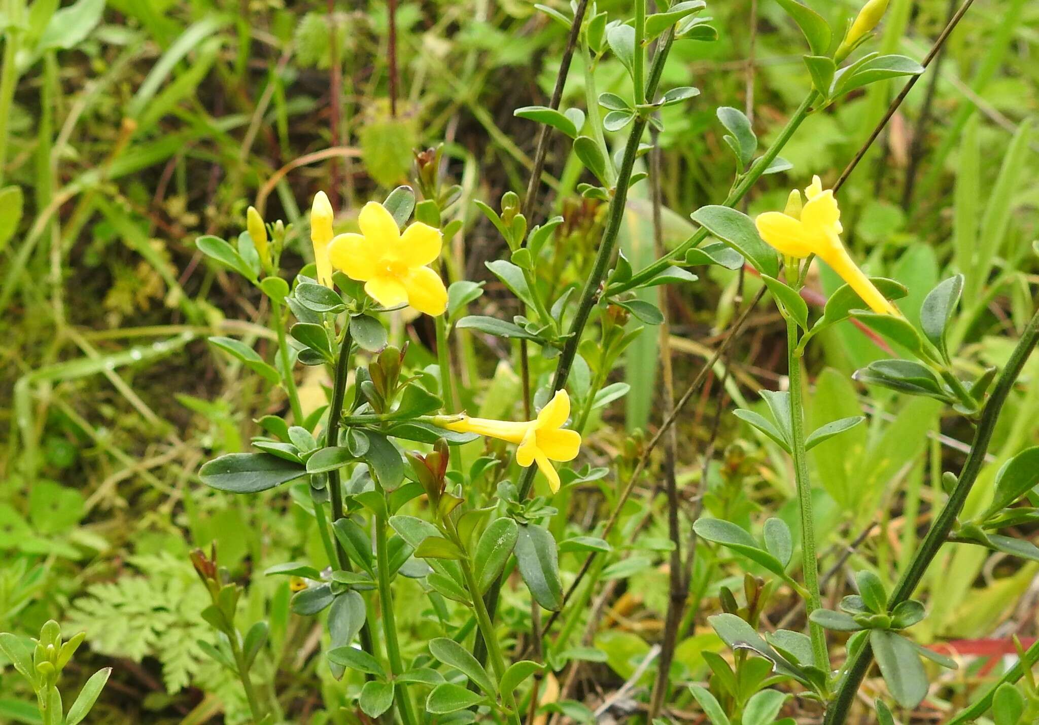 Image of Chrysojasminum fruticans (L.) Banfi