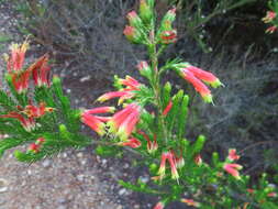 Image of Erica unicolor subsp. georgensis E. G. H. Oliv. & I. M. Oliv.