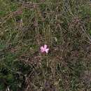 صورة Dianthus campestris M. Bieb.