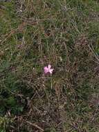 صورة Dianthus campestris M. Bieb.