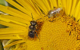 Image of Osmia submicans Morawitz 1870