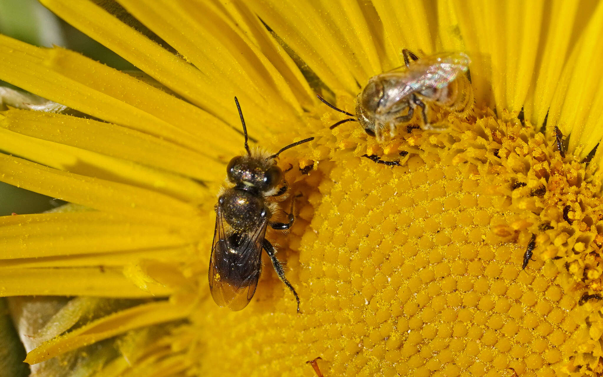 Image of Osmia submicans Morawitz 1870